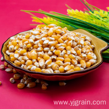 Wholesale Agriculture Products Corn kernels Whole grains